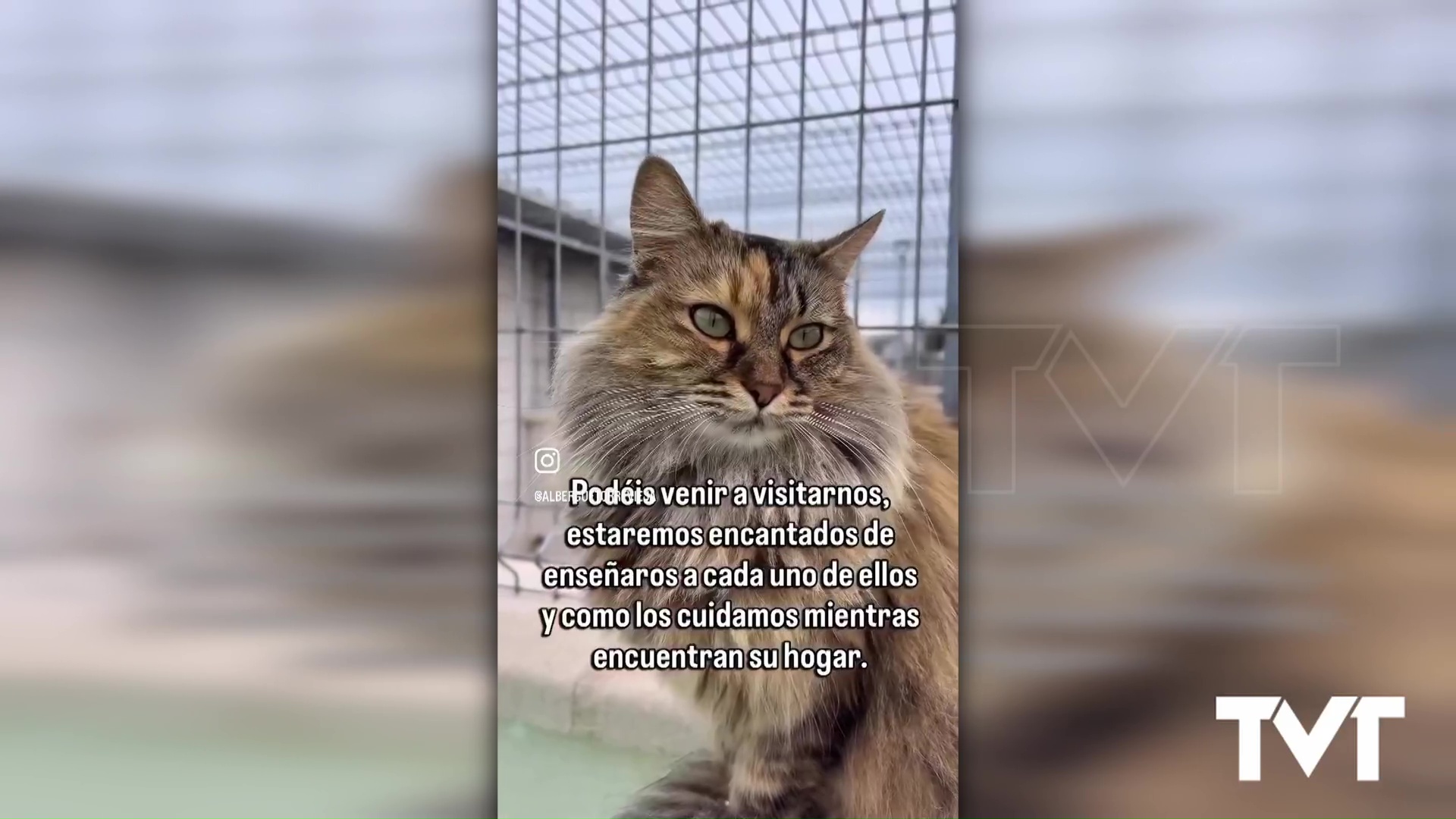 Imagen de Casi un centenar de gatos esperan en el albergue para ser adoptados
