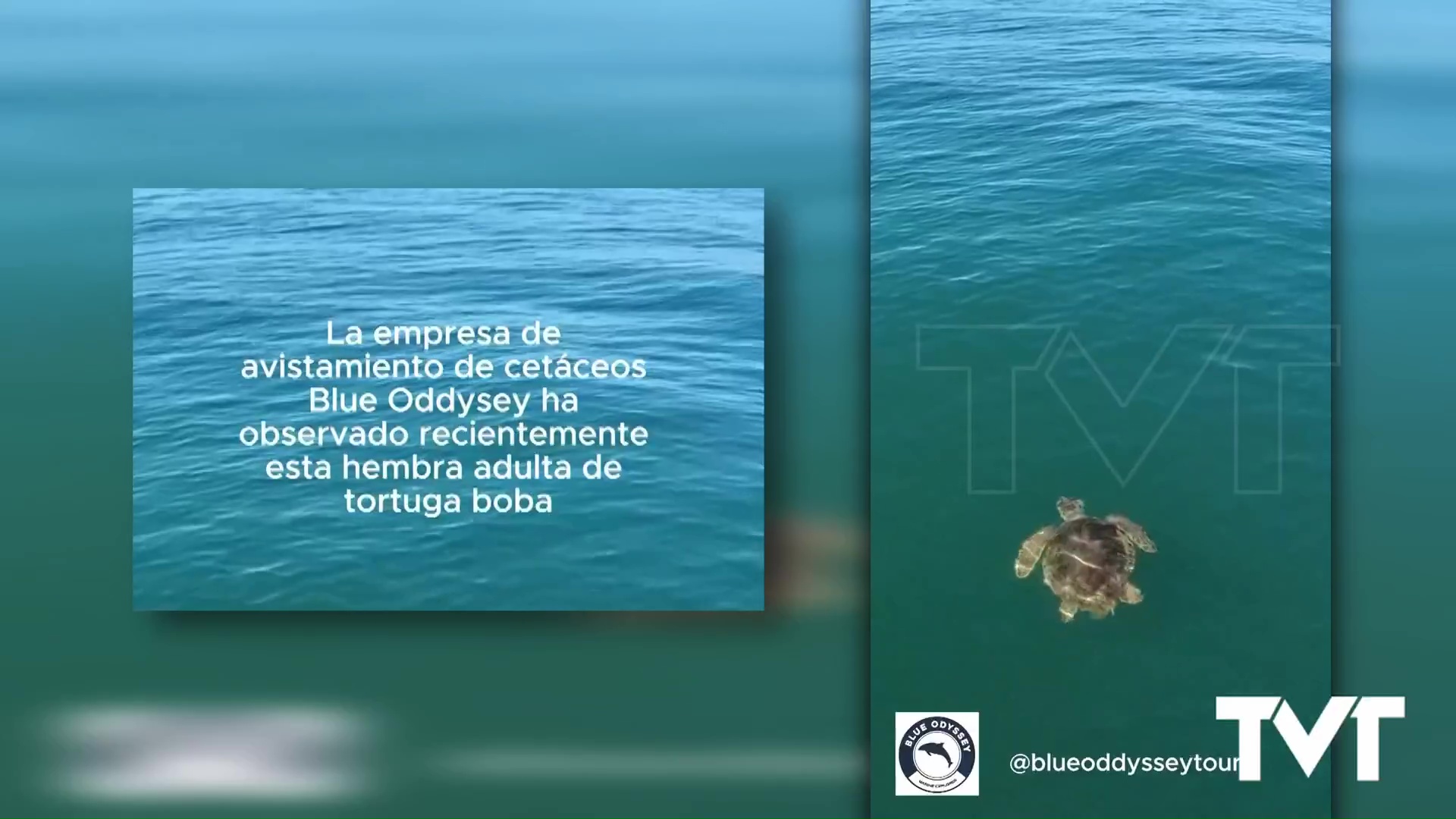 Imagen de Avistamiento de tortuga boba frente a la costa de Torrevieja cuando se acerca la época de reproducción