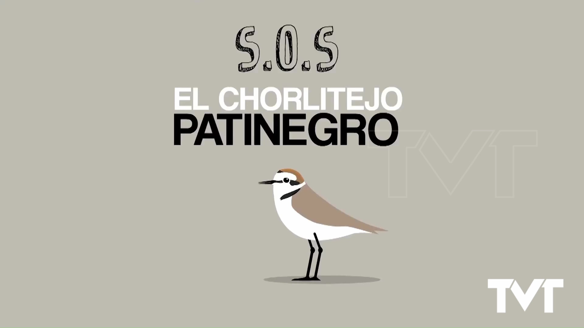 Imagen de El Chorlitejo Patinegro elige nuestras costas para dar vida