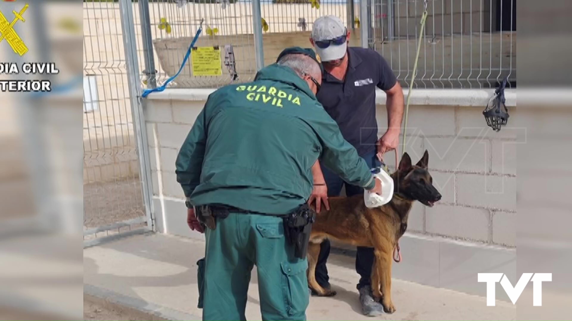 Imagen de Investigado un hombre por maltrato animal tras hallar a su perro en Torrevieja con un collar de castigo incrustado en el cuello 