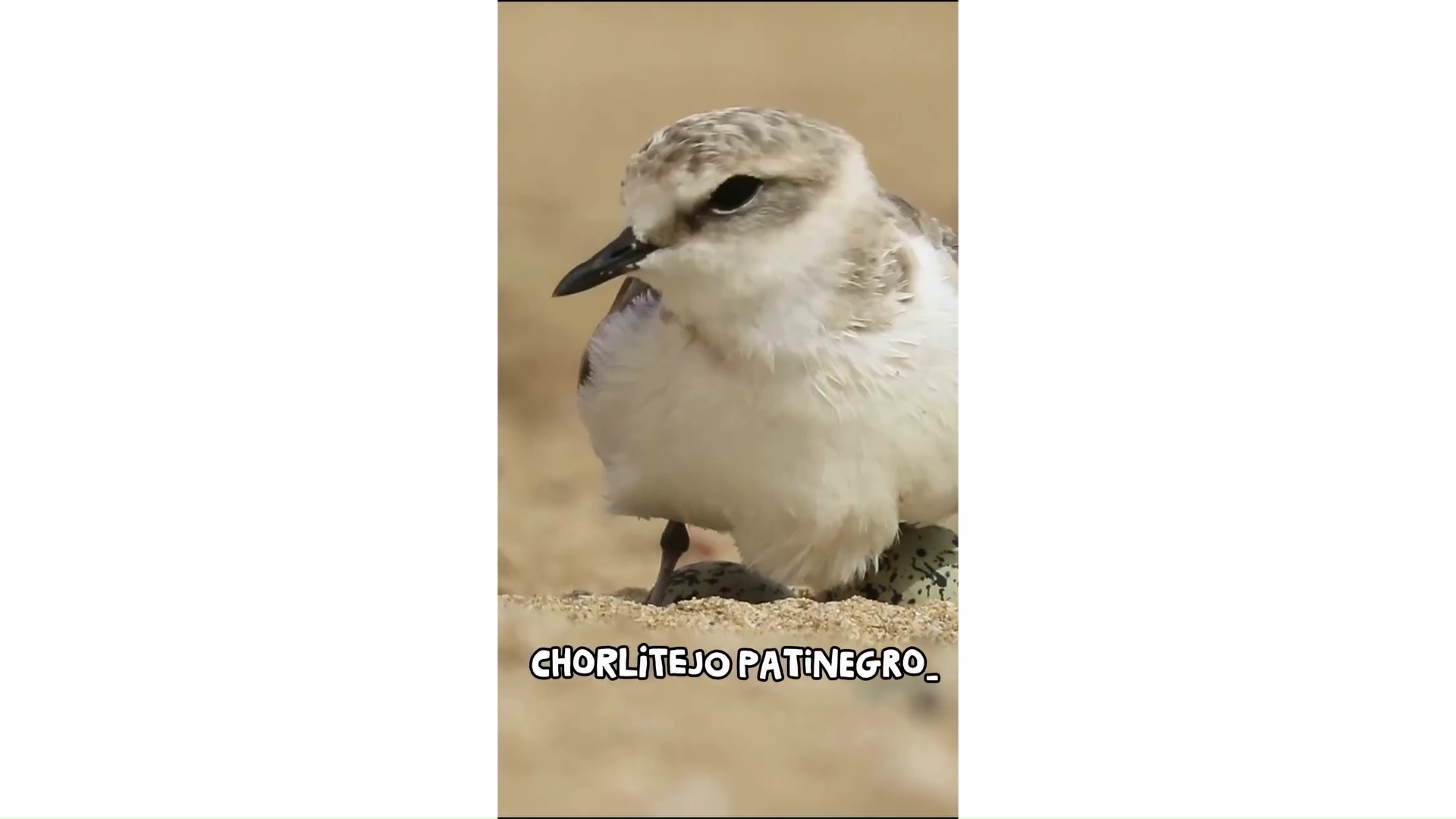 Imagen de Proteger al chorlitejo patinegro es responsabilidad de todos…