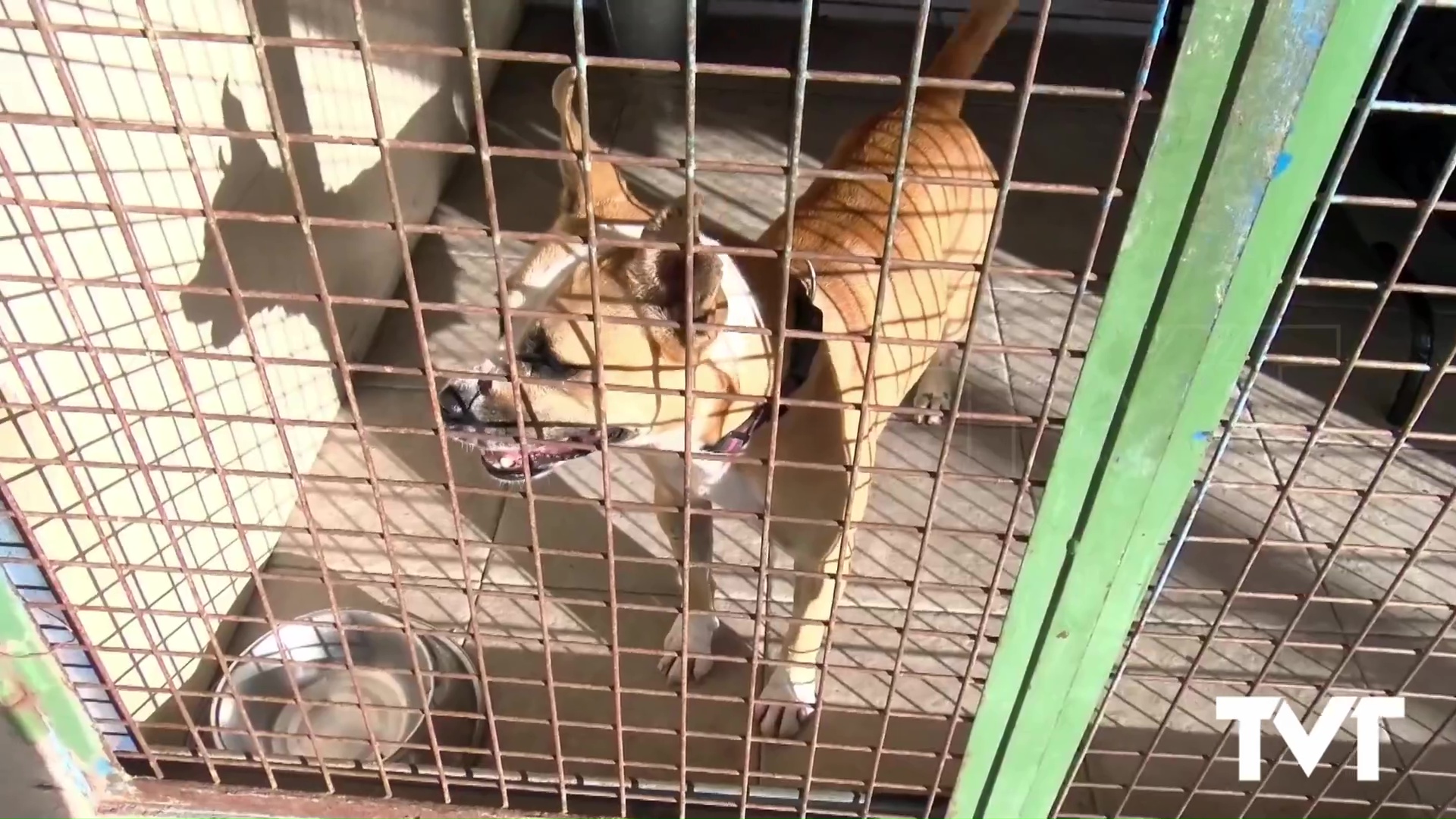 Imagen de Adjudicado a ATHISA MEDIO AMBIENTE, S.A.U el contrato de gestión de custodia animales del albergue municipal por 300.000 euros 