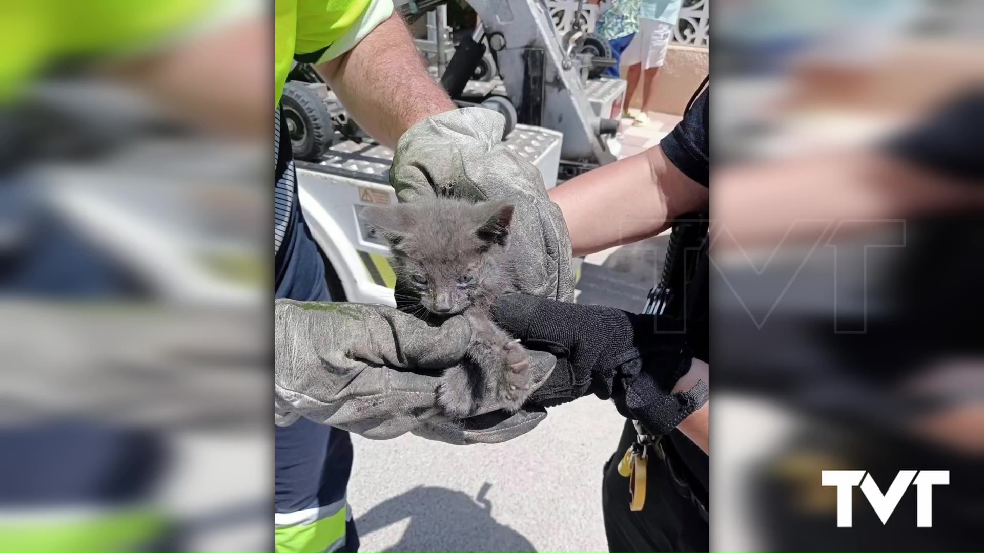 Imagen de Rescate gatuno con final feliz