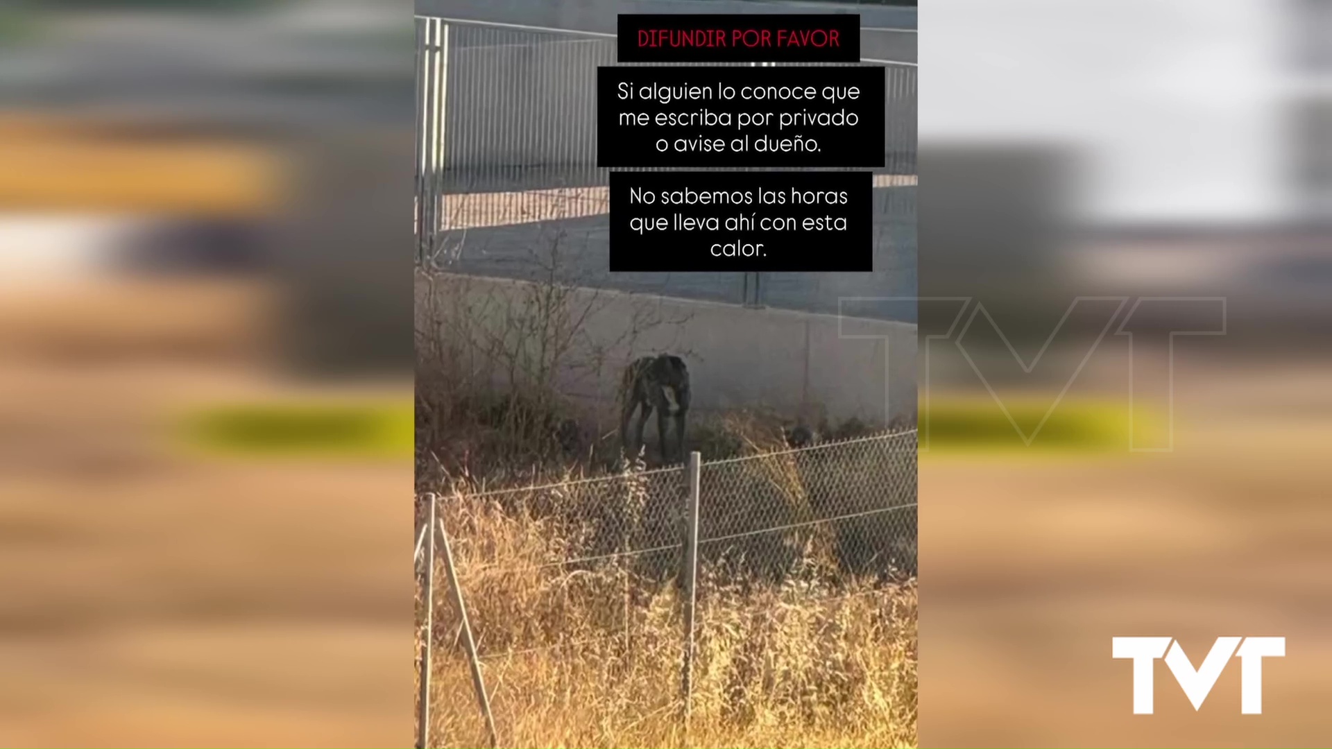 Imagen de Denuncias ciudadanas logran que Policía y Protección animal actúen en el caso de un perro localizado en un solar de Torrevieja