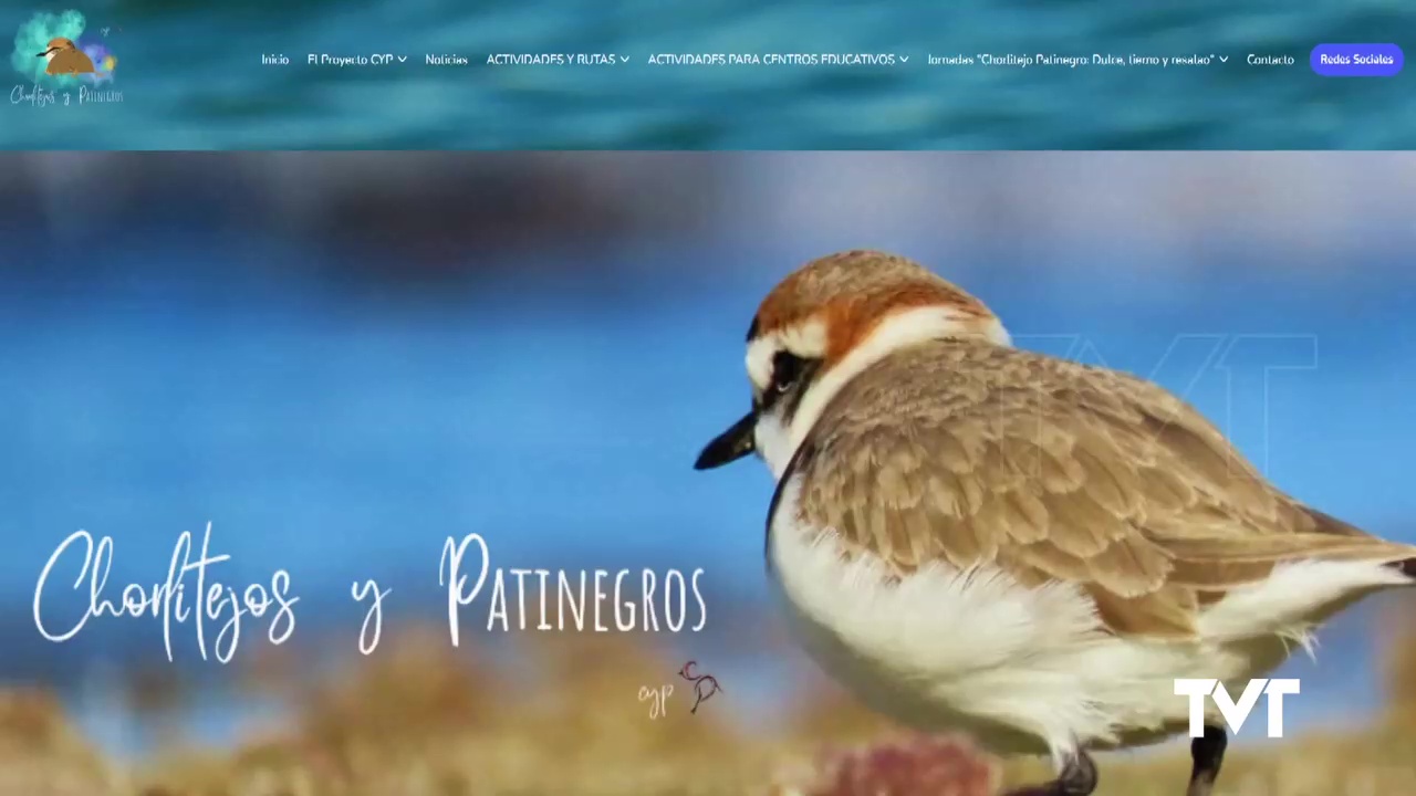 Imagen de Descubre los secretos que guardan los espacios naturales de Torrevieja con «Chorlitejos y Patinegros»